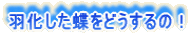 Hǂ́I